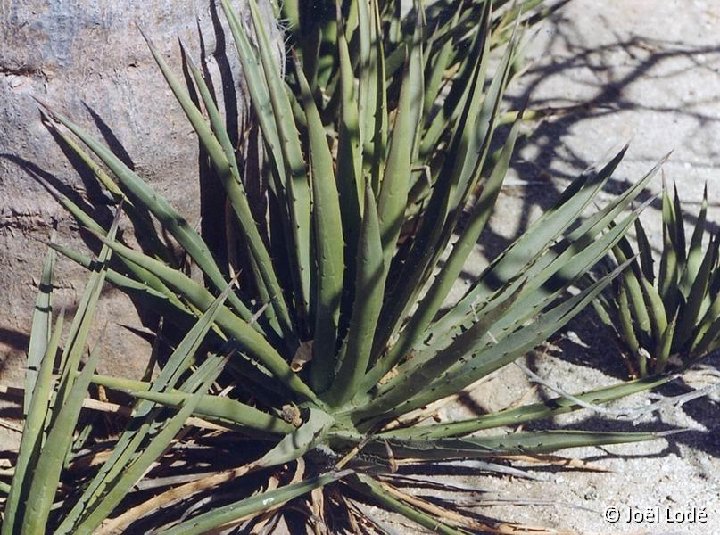 Agave datylio, Bahia de los Muertos, BC, Mexico ©JL57